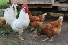 La cendre de bois un antii parasitaire pour vos poules