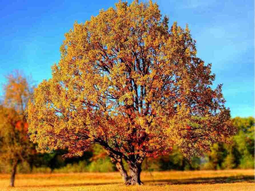 Comment calculer l'âge d'un arbre BOIS DE CHAUFFAGE ECOLOGIQUE
