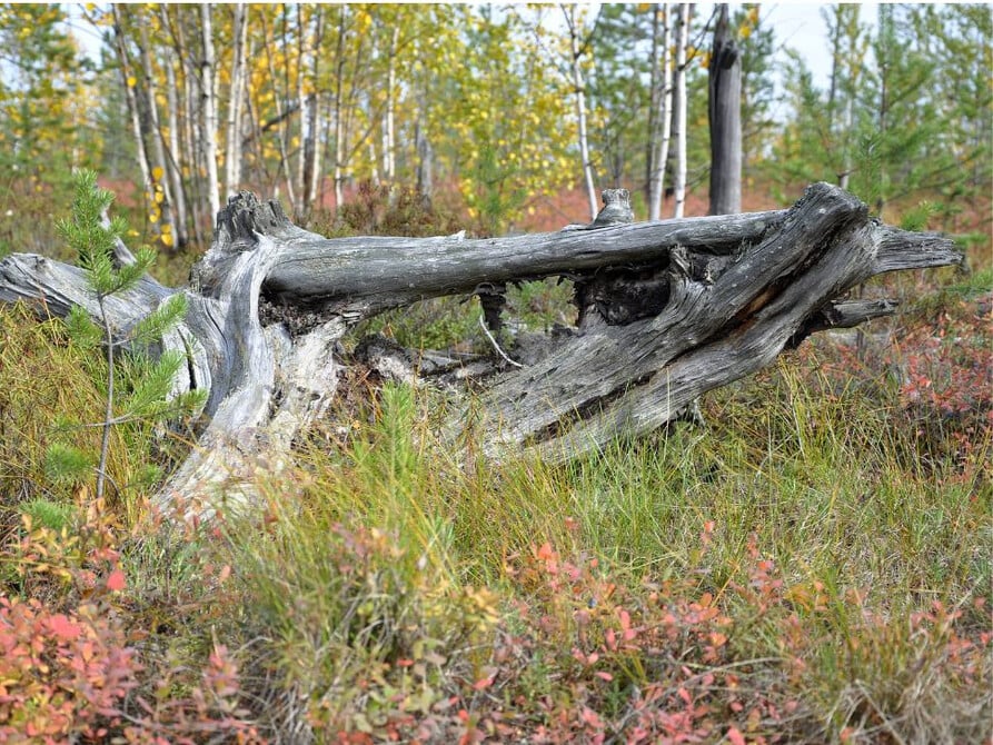 Est-il possible de ramasser du bois mort en forêt ? BOIS DE CHAUFFAGE ECOLOGIQUE